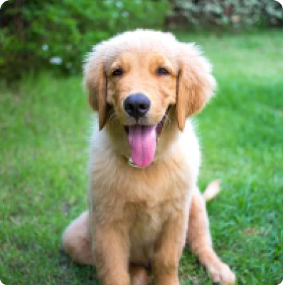Miniature Golden Retriever dog