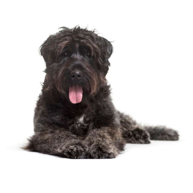 Bouvier des Flandres sitting and posing