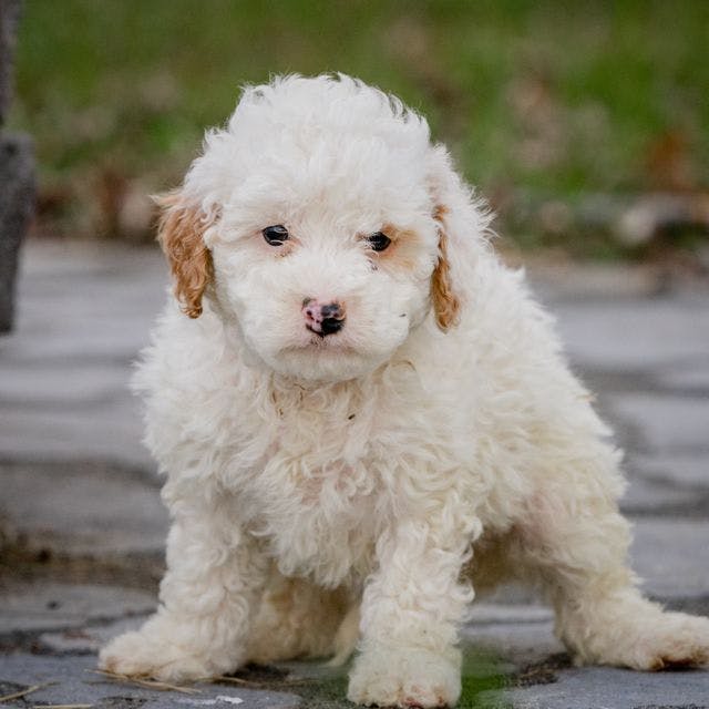 Ted the Micro Goldendoodle