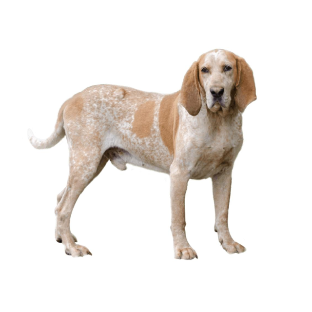 American English Coonhound sitting and posing