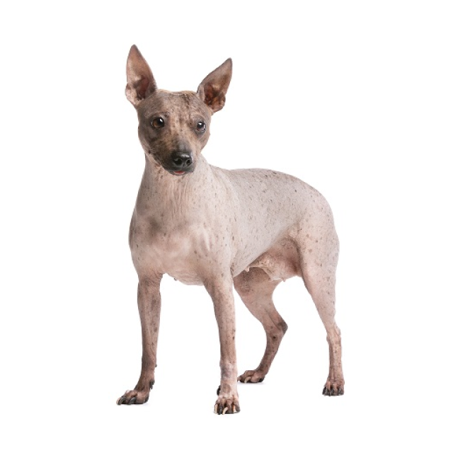 American Hairless Terrier sitting and posing