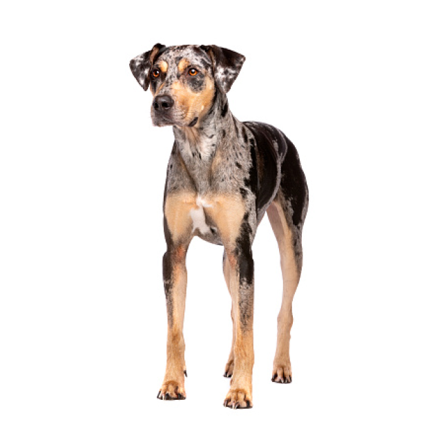 American Leopard Hound sitting and posing