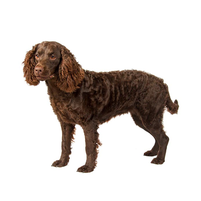American Water Spaniel sitting and posing