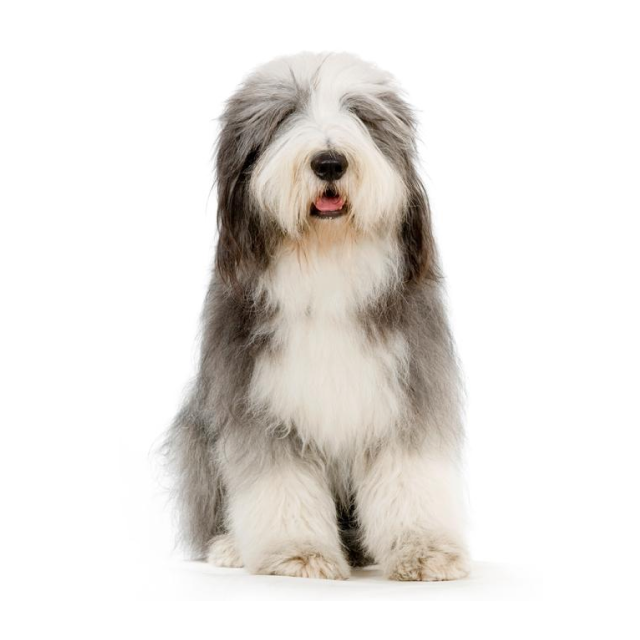 Bearded Collie sitting and posing