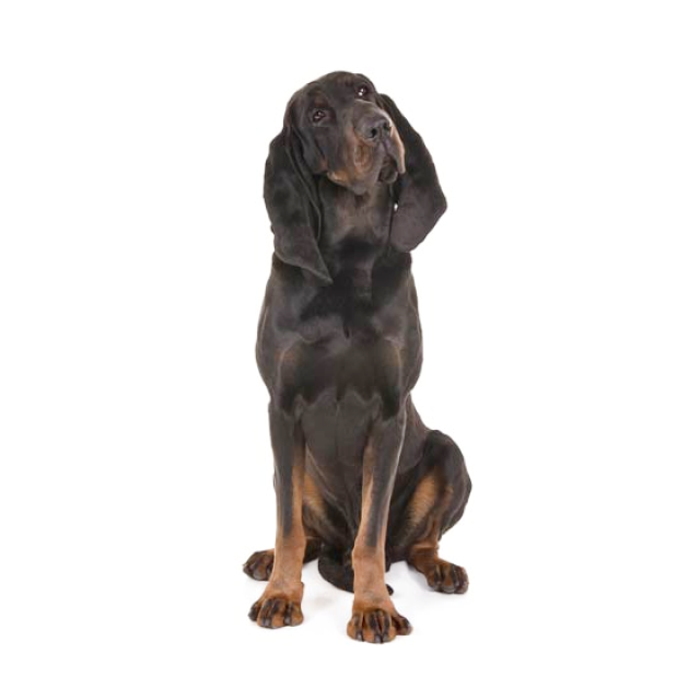 Black and Tan Coonhound sitting and posing
