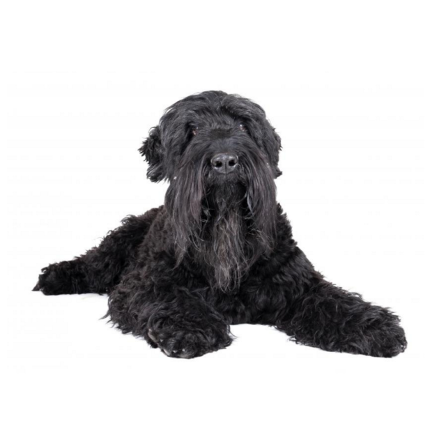 Black Russian Terrier sitting and posing