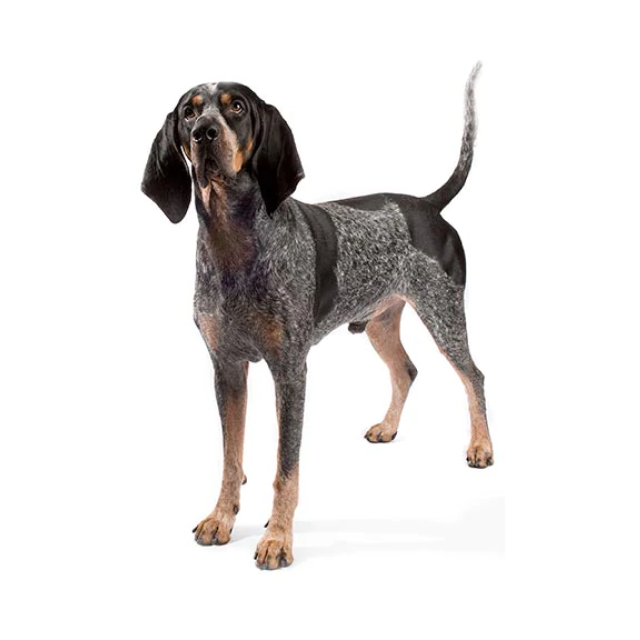 Bluetick Coonhound sitting and posing