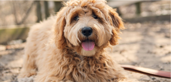 Goldendoodle dog