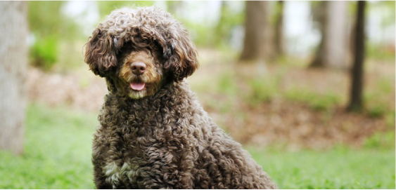 Portuguese Water dog