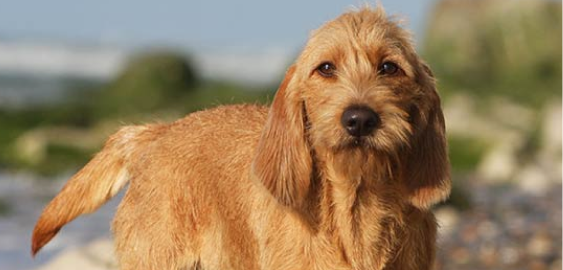 Basset Fauve de Bretagne dog