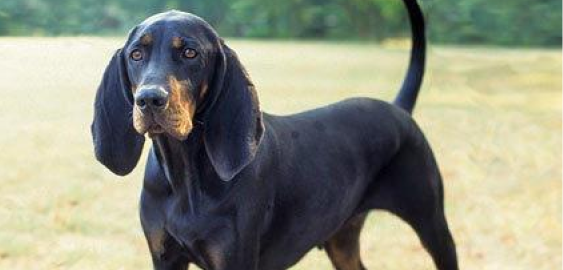 Black and Tan Coonhound dog