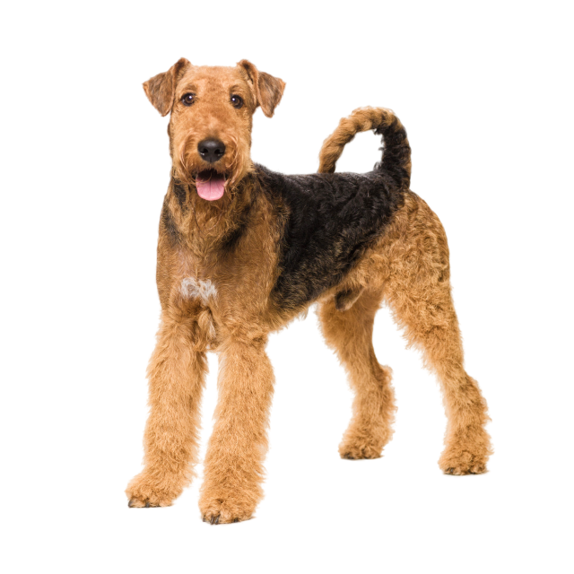 Airedale Terrier sitting and posing