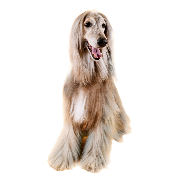 Afghan Hound sitting and posing