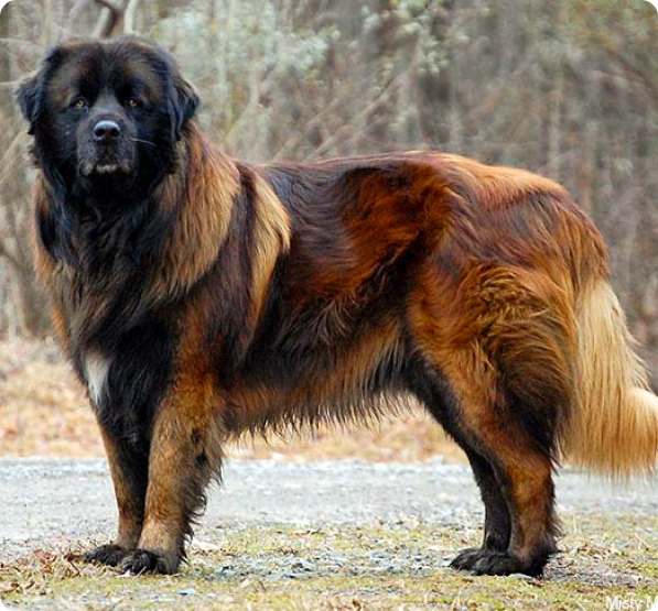 Estrela Mountain dog
