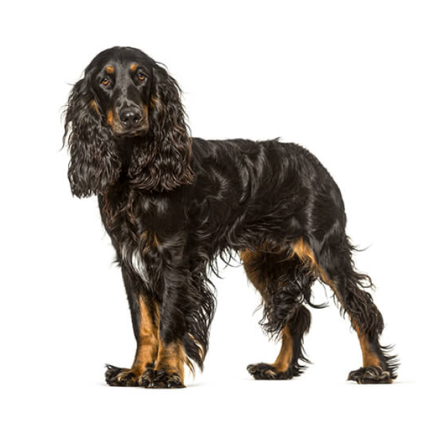 Field Spaniel sitting and posing