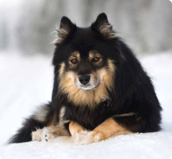 Finnish Lapphund dog
