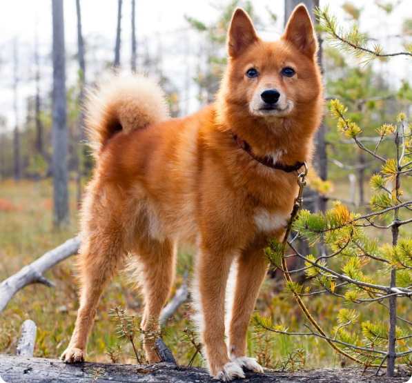 Finnish Spitz dog