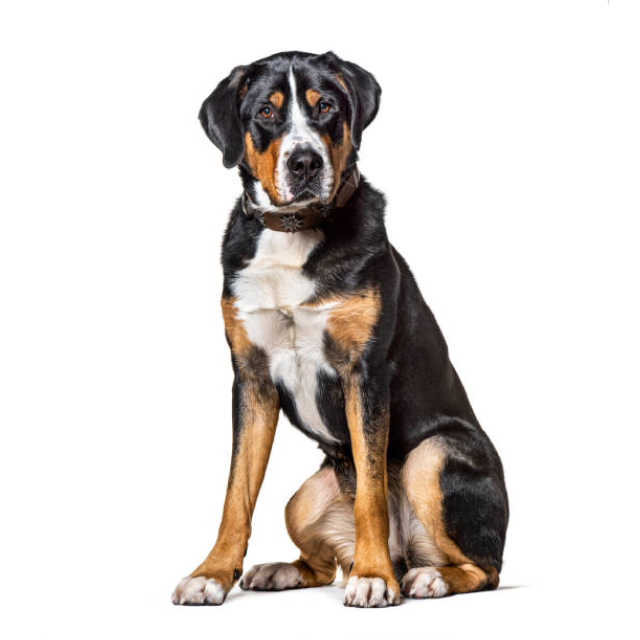 Greater Swiss Mountain Dog sitting and posing