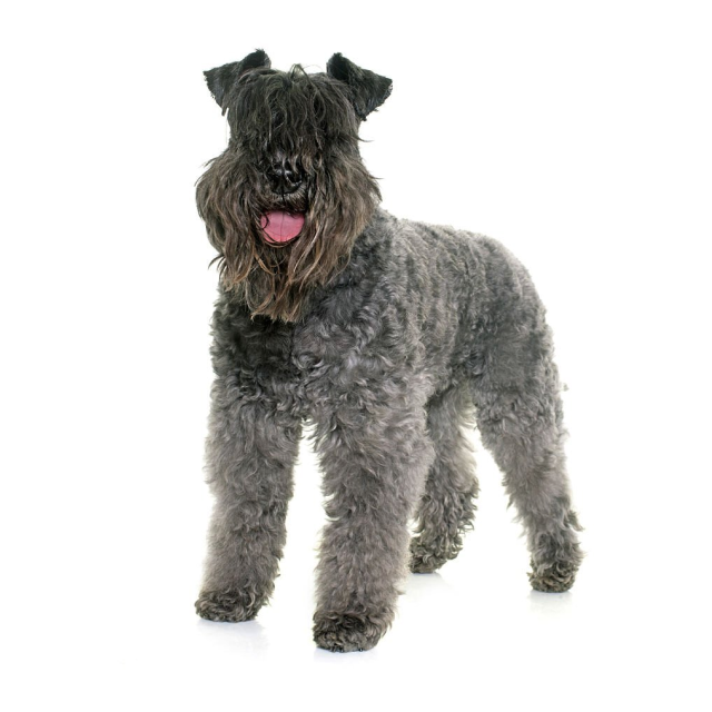 Kerry Blue Terrier sitting and posing