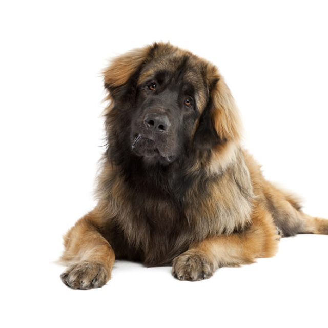 Leonberger sitting and posing
