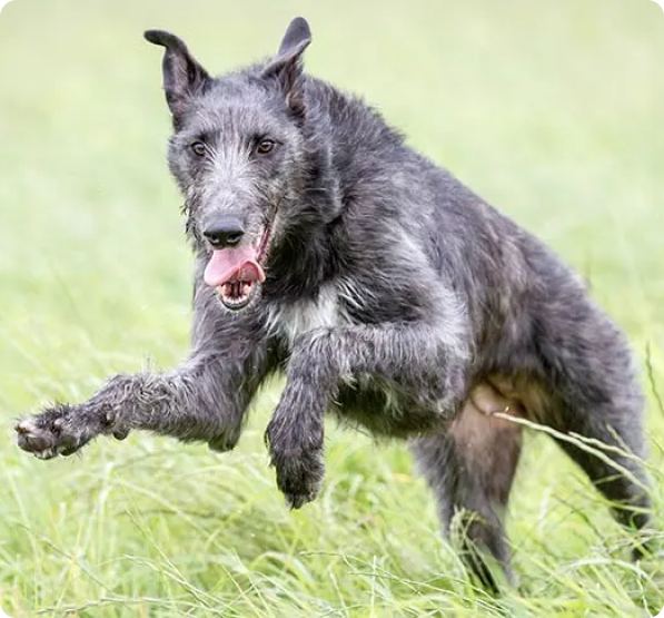 Scottish Deerhound dog