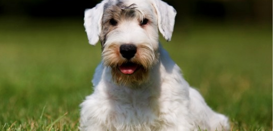 Sealyham Terrier dog