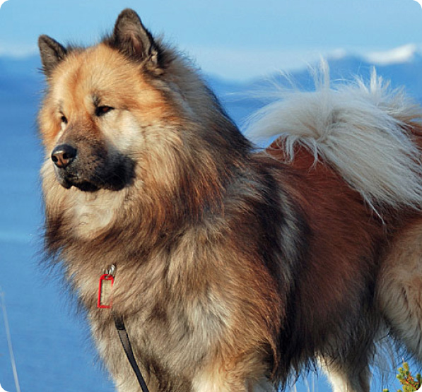 Dogs in Alaska