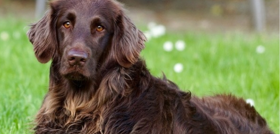 German Longhaired Pointer dog