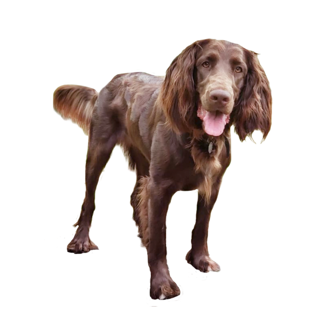 German Longhaired Pointer sitting and posing