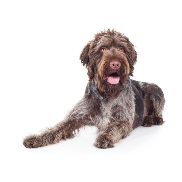 German Wirehaired Pointer sitting and posing