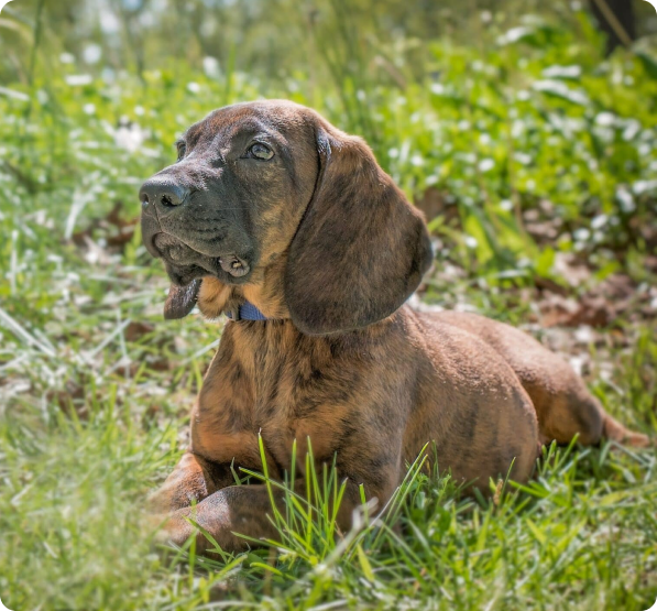 Hanoverian Scenthound dog
