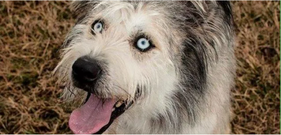 Huskydoodle dog