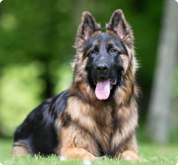 King Shepherd dog