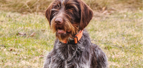 Wirehaired Pointing Griffon dog