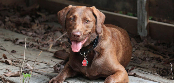 Chesapeake Labrador Mix dog