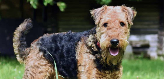 Airedoodle dog