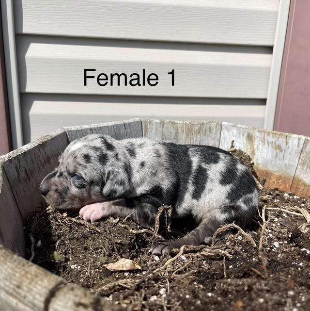 Female 1