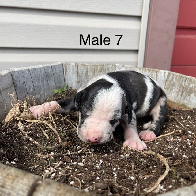 Male 7
