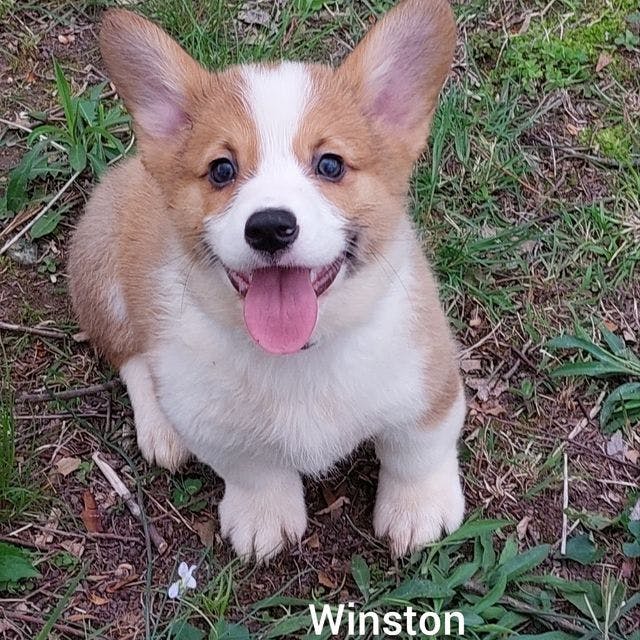 Winston 