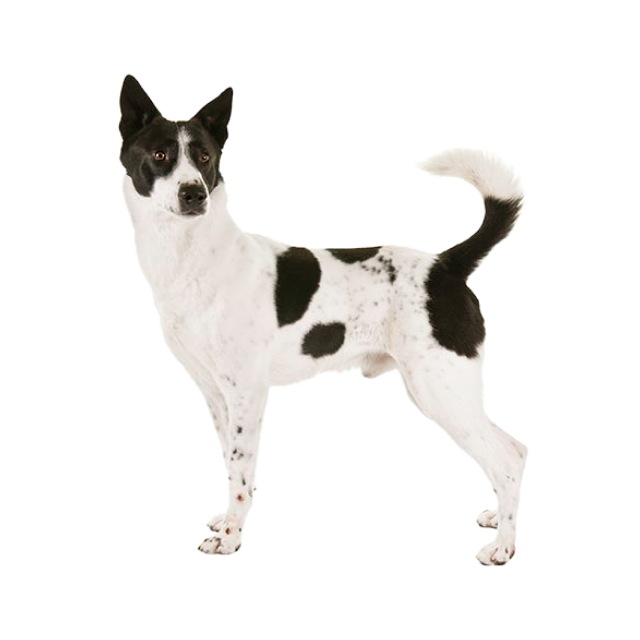 Canaan Dog sitting and posing