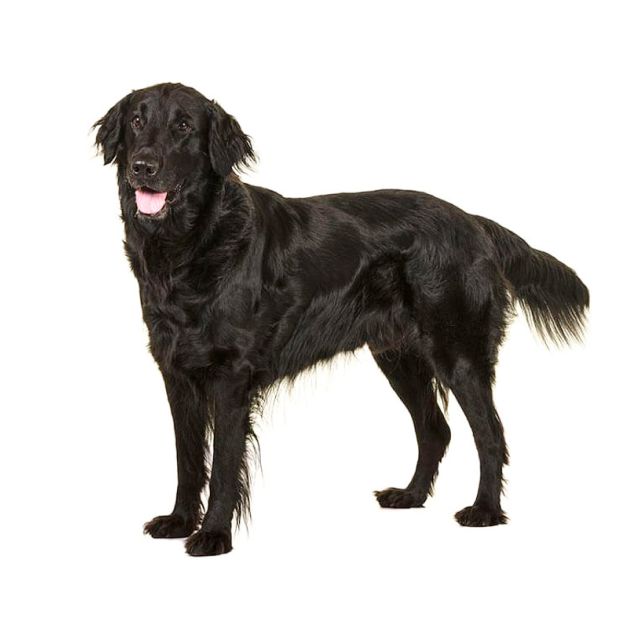 Flat-Coated Retriever sitting and posing