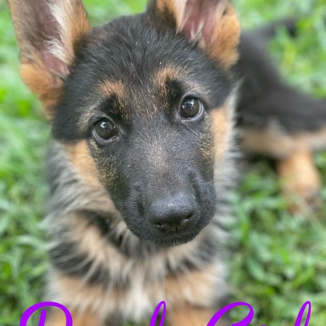 Purple puppy 