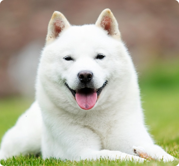 Hokkaido dog
