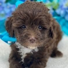 F1b Microaussiedoodle - Lexie's Turquoise Bow Boy