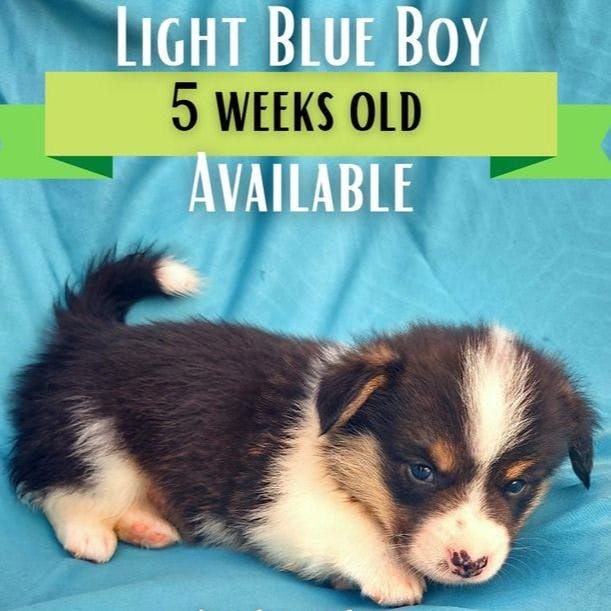 Light Blue Collar Boy