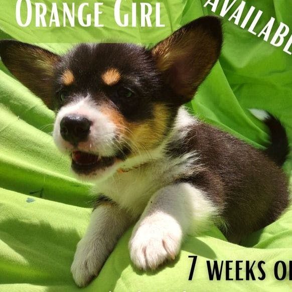Orange Collar Girl
