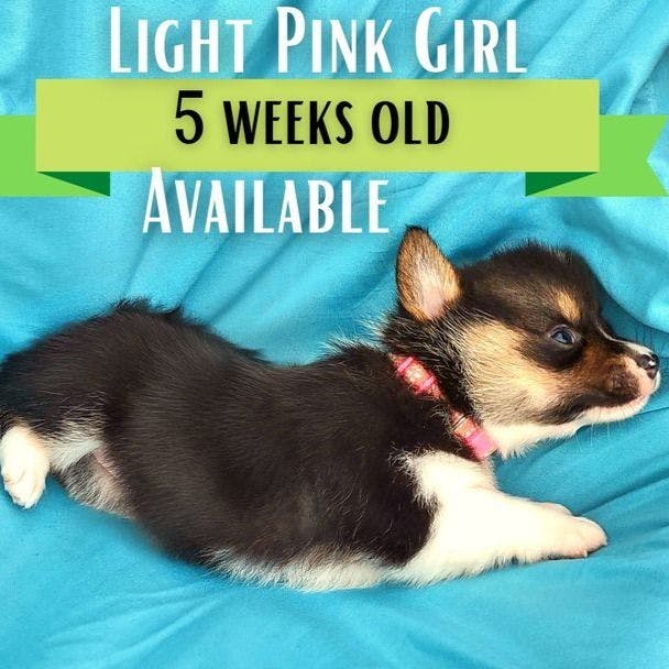 Light Pink Collar Girl