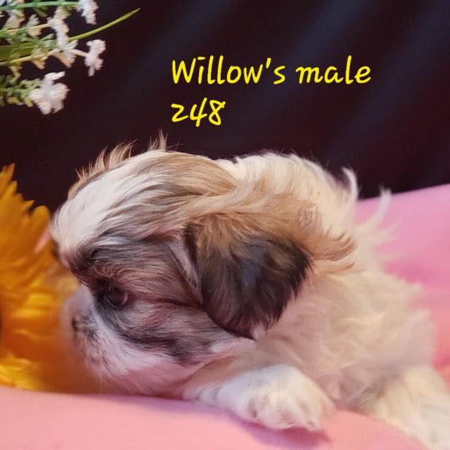 Willow's male 248