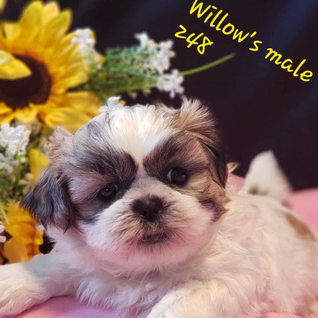Willow's male 248