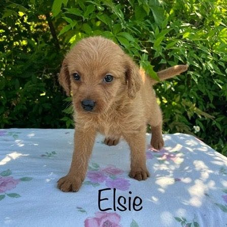 Elsie 